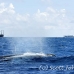 whale_humpback_h_01025_dom3210.jpg